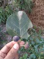 Image de Ficus palmata Forssk.