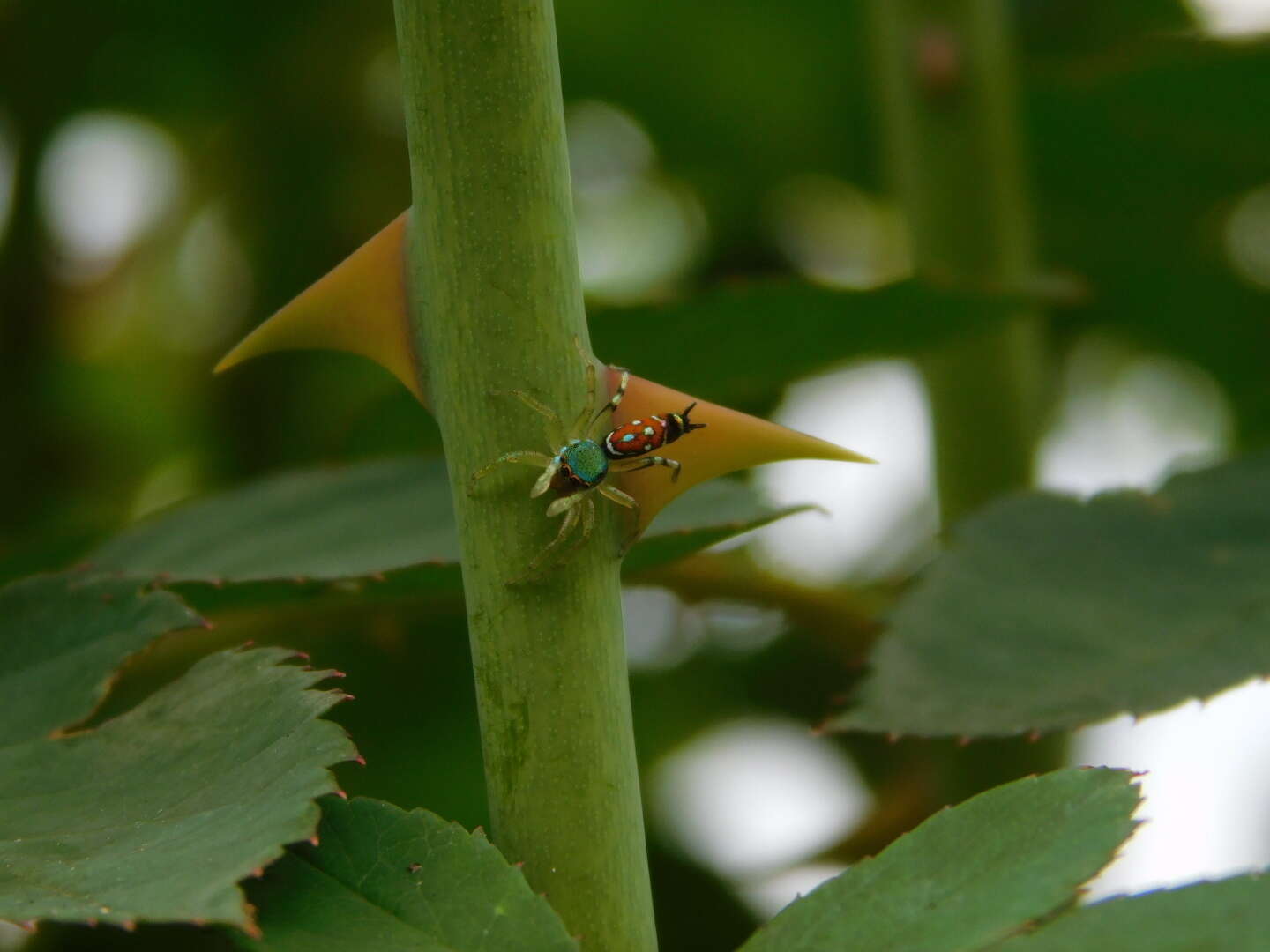 Image of Cosmophasis valerieae Prószyński & Deeleman-Reinhold 2010