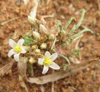 Imagem de Jatropha erythropoda Pax & K. Hoffm.