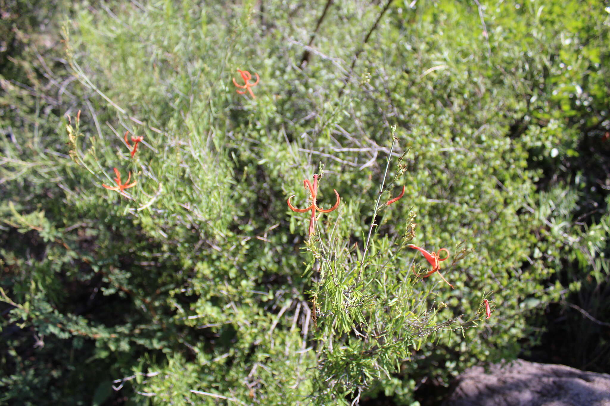 Anisacanthus linearis (Hagen) J. Henrickson & E. J. Lott resmi