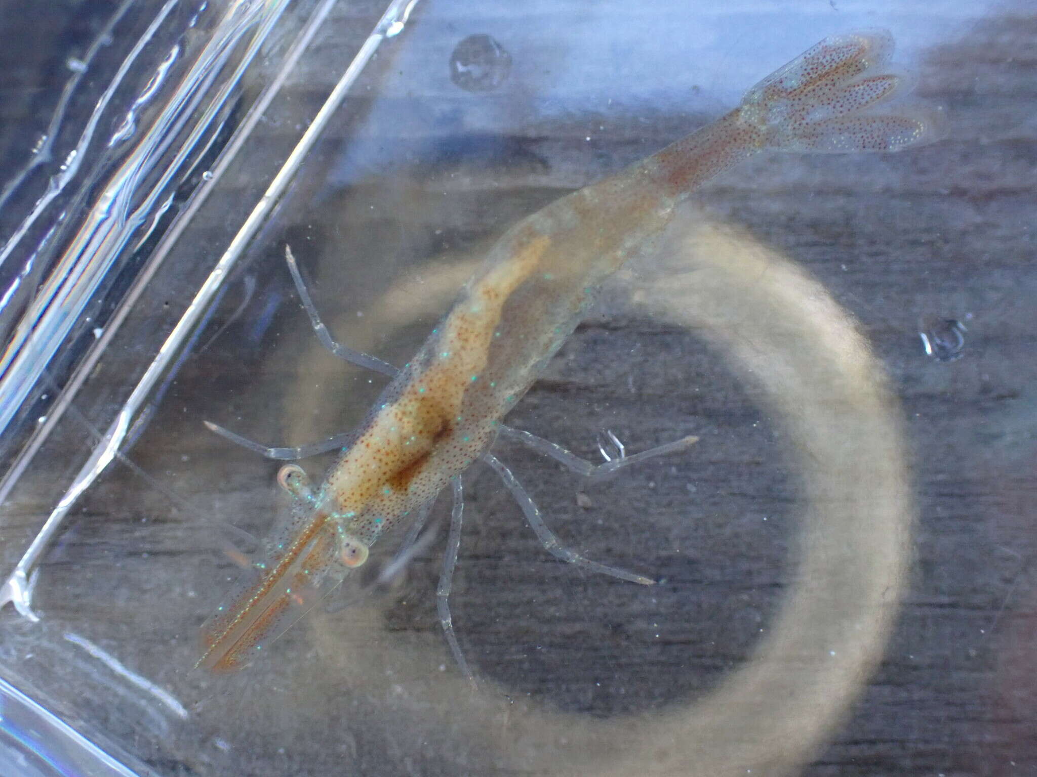 Image of stiletto coastal shrimp