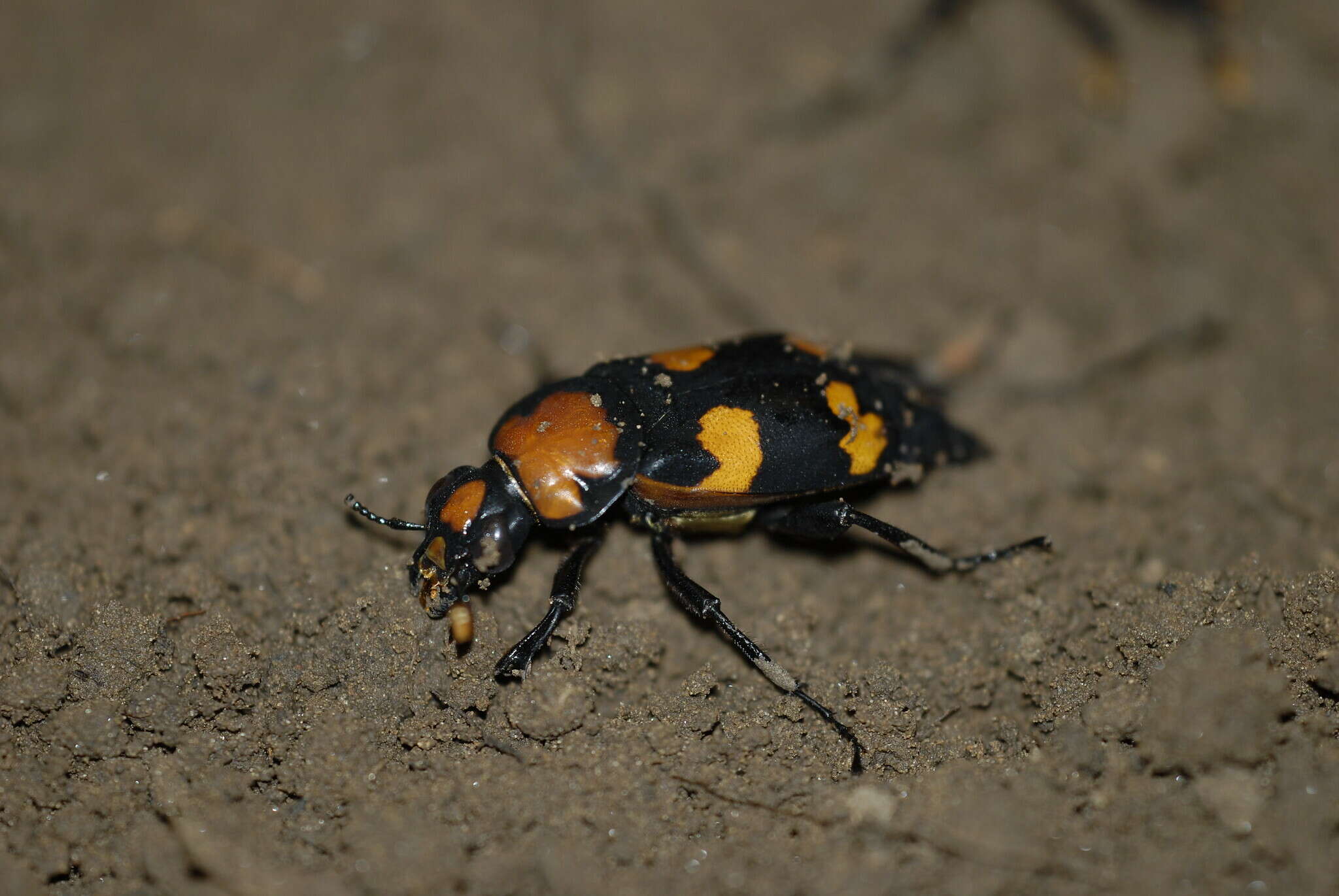 Image of American Burying Beetle