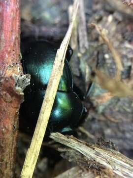 Imagem de Canthon (Canthon) cyanellus Le Conte 1859