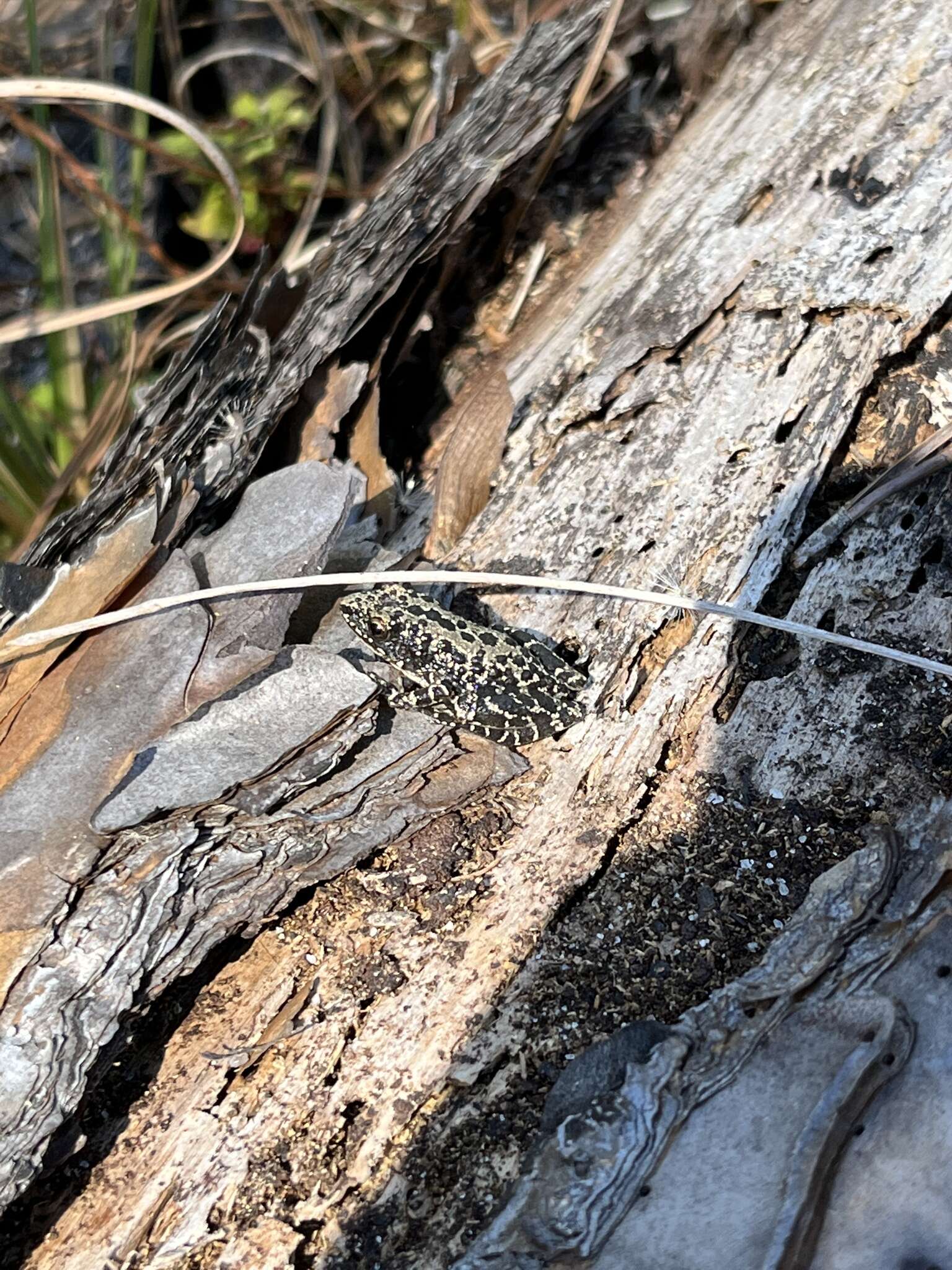 Image of Southern Chorus Frog