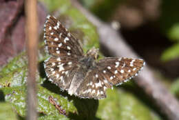 Image of Pyrgus ruralis (Boisduval 1852)