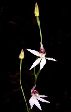 Caladenia hillmanii D. L. Jones的圖片