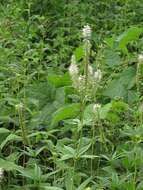 Image de Veronicastrum virginicum (L.) Farw.