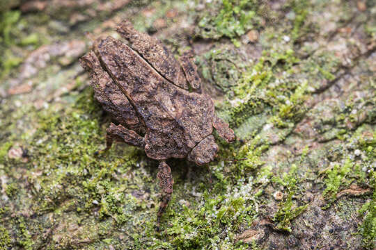 Image of Eurymorphopus bolivariensis Tumbrinck 2014