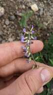 Image of elegant milkvetch