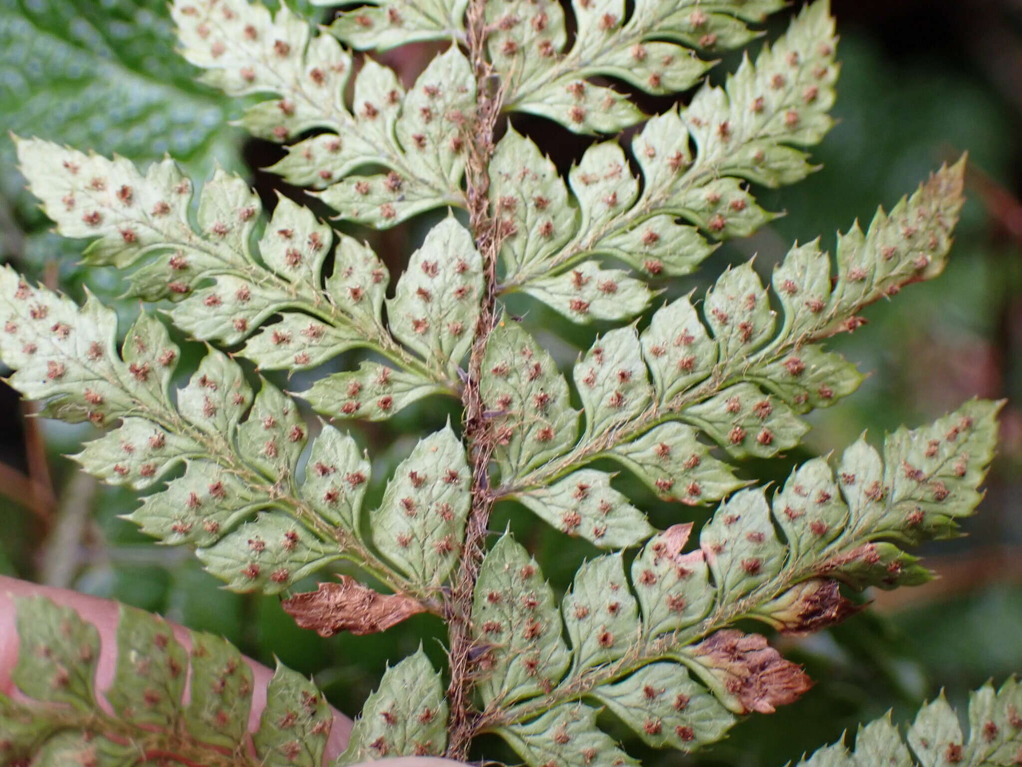 Image of Polystichum piceopaleaceum Tag.