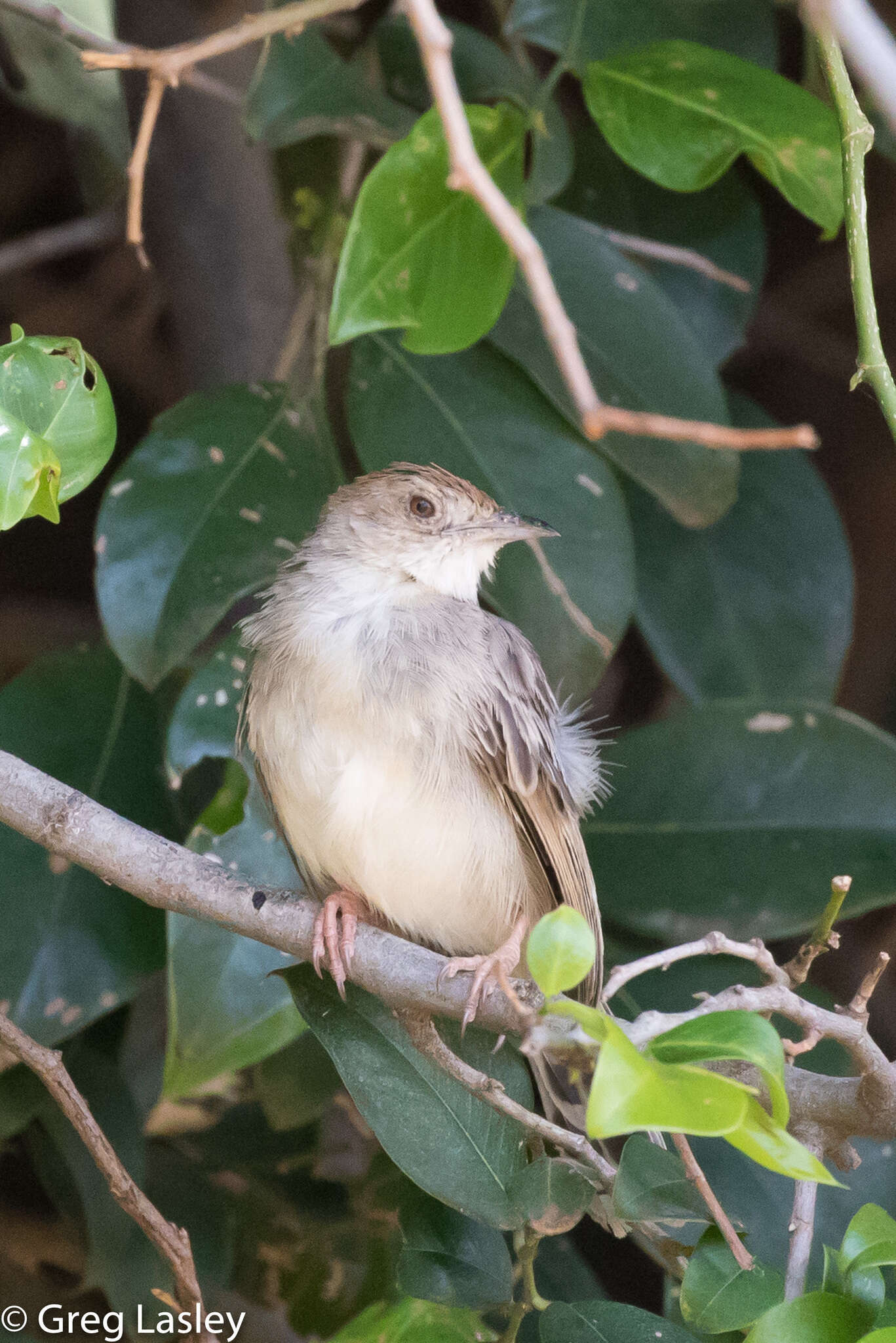 Cisticola chiniana (Smith & A 1843) resmi