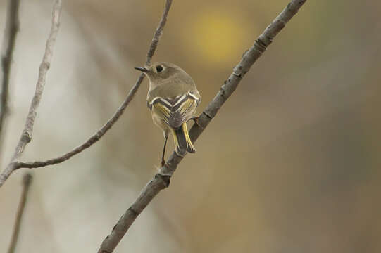 Image of Ruby-crowned Kinglet