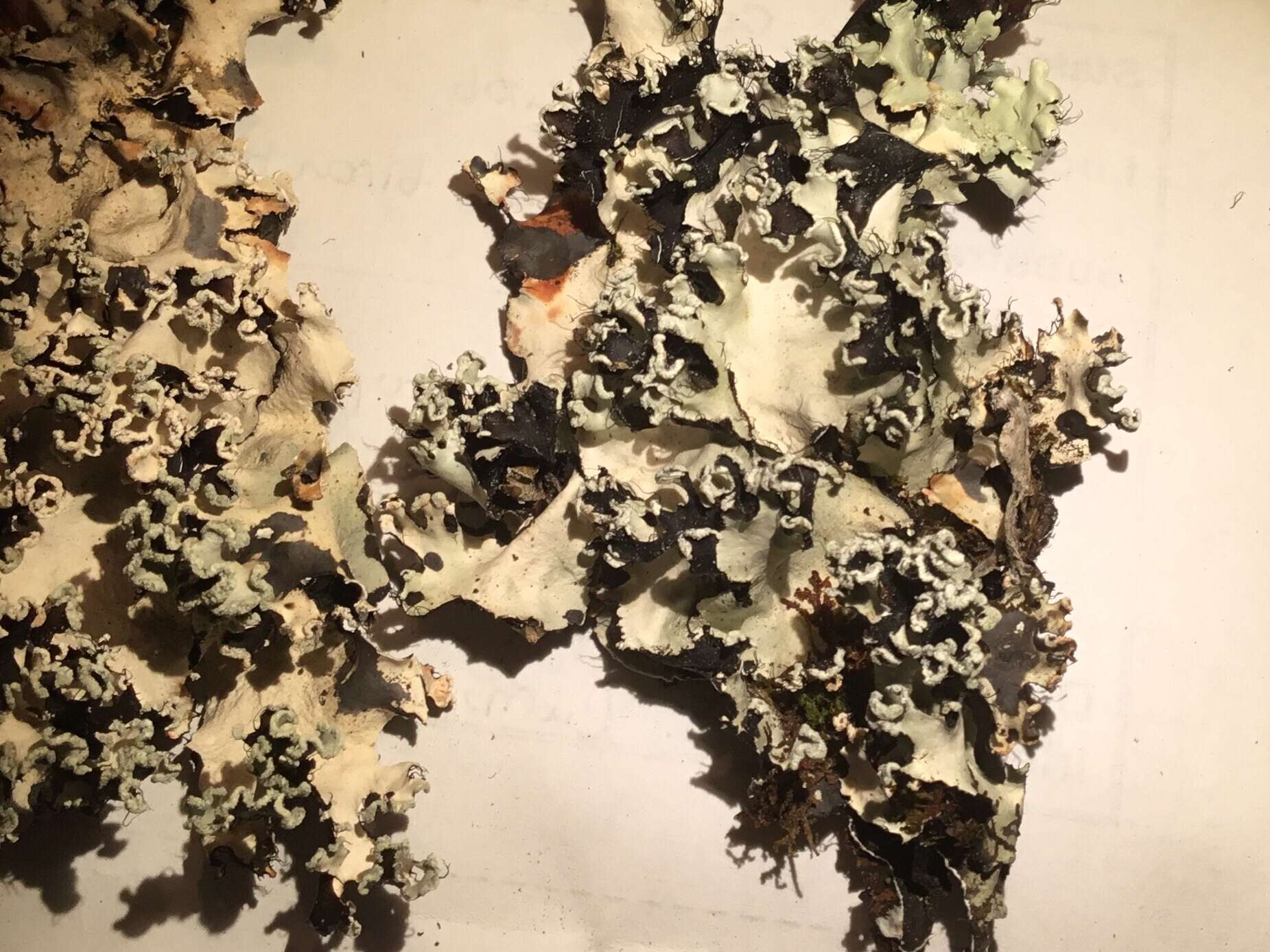 Image of Powder-edged ruffle lichen