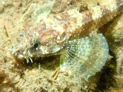 Image of Southern spearnose poacher