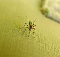 Image of Aedes canadensis canadensis