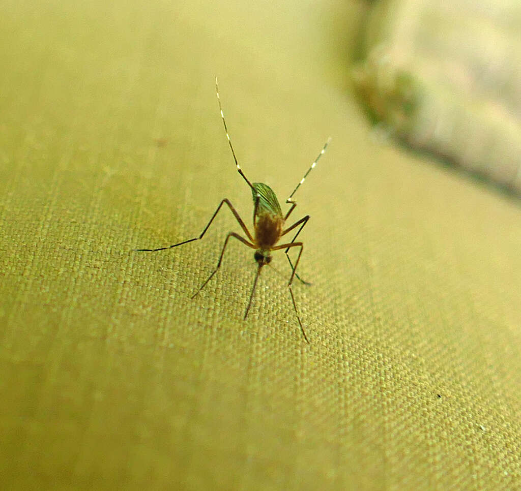 Imagem de Aedes canadensis canadensis