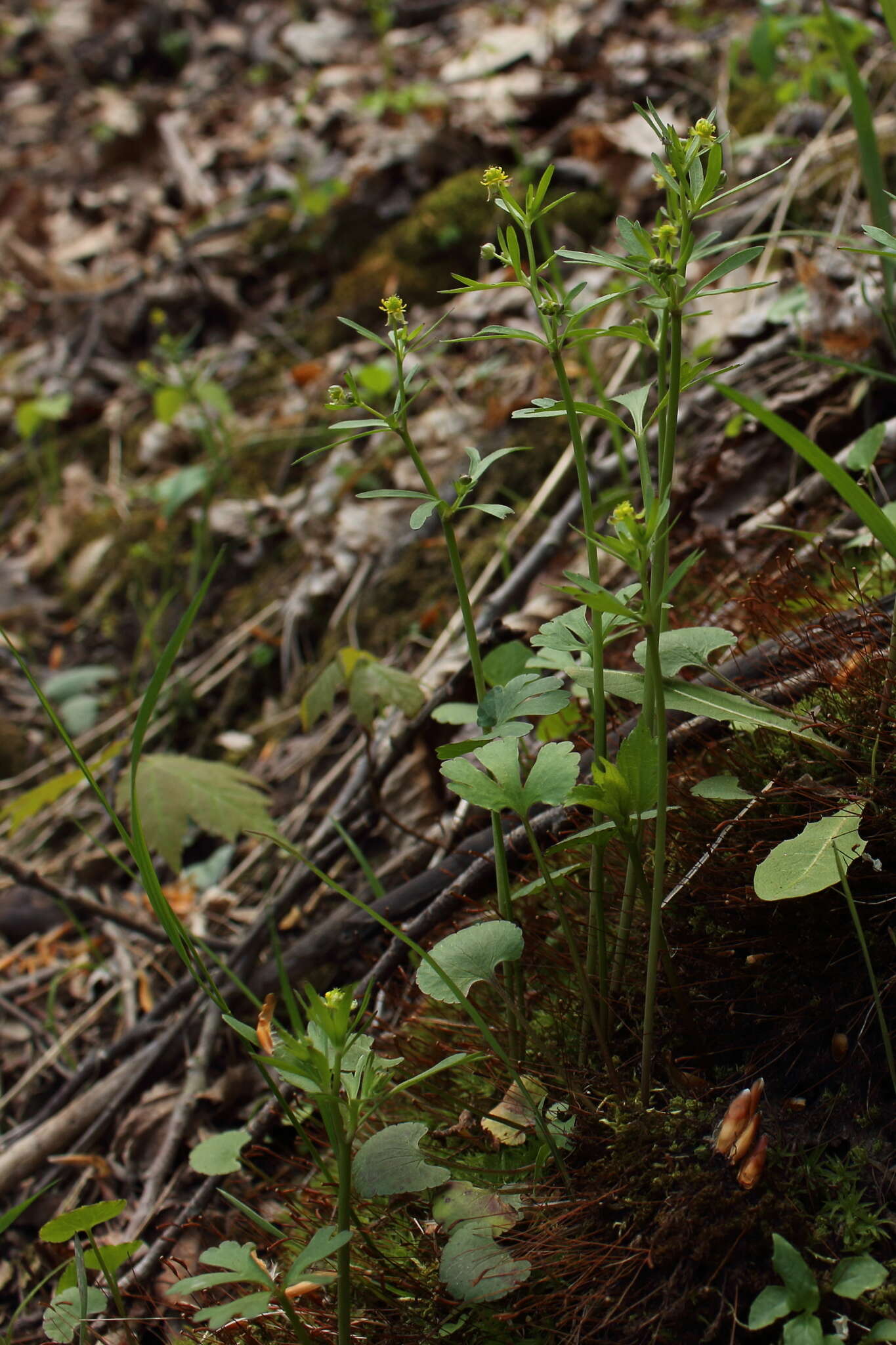 Imagem de Ranunculus allegheniensis Britton.