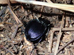 صورة Scaphinotus (Scaphinotus) unicolor (Fabricius 1787)