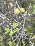 Diospyros intricata (A. Gray) Standl.的圖片