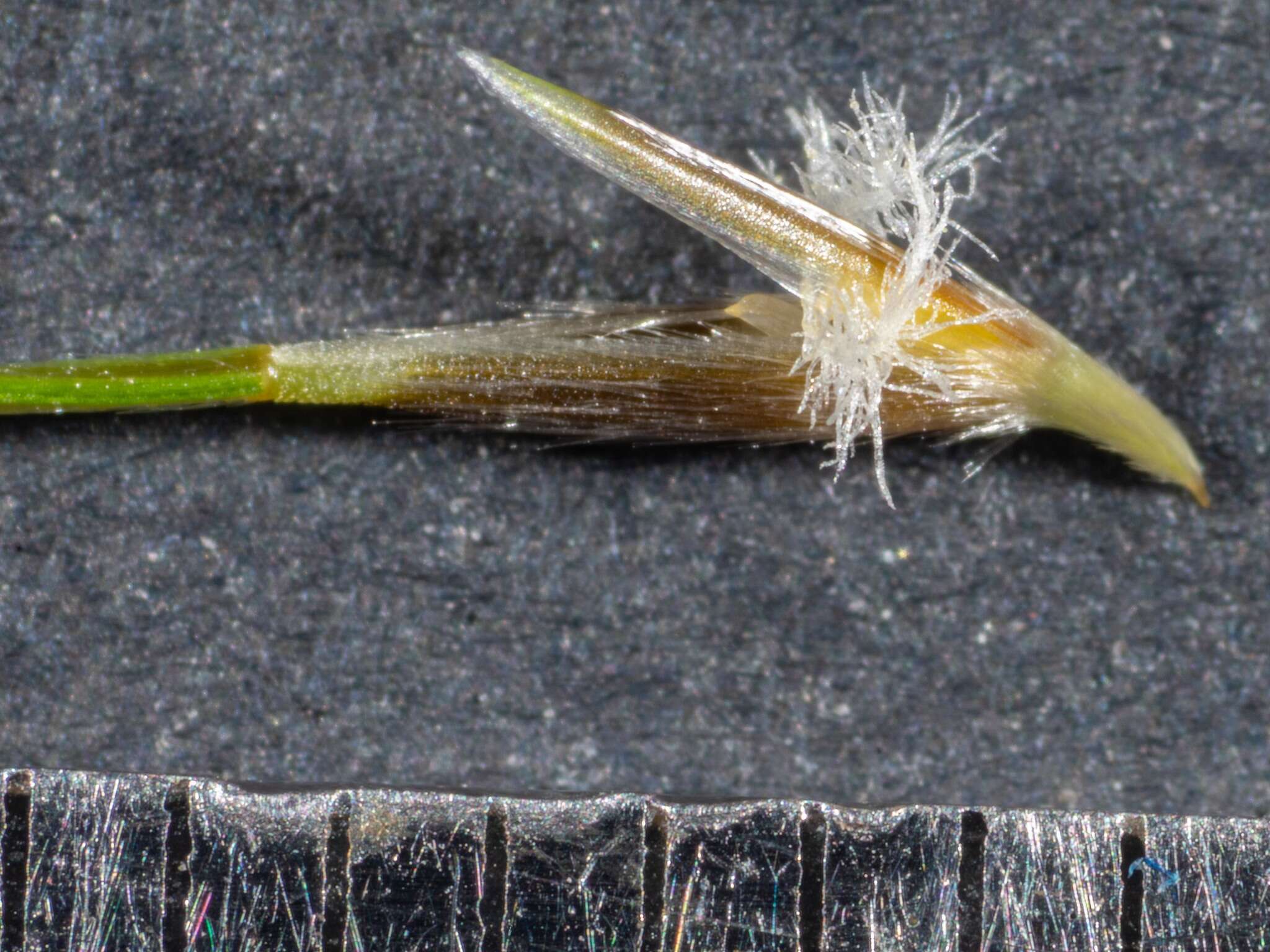 Image of Austrostipa densiflora (Hughes) S. W. L. Jacobs & J. Everett