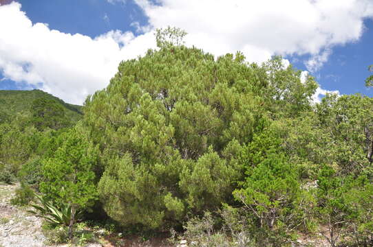 Image of Nelson Pinyon Pine