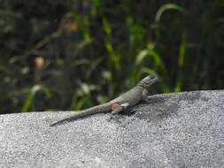 صورة Sceloporus minor cyaneus Treviño-saldaña 1988