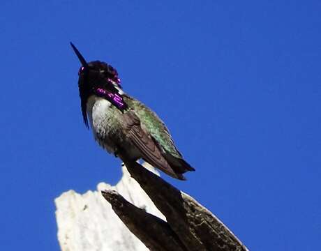 Imagem de Calypte Gould 1856