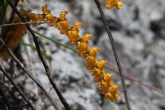 Image of Diaphananthe welwitschii (Rchb. fil.) Schltr.