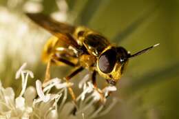 صورة Callicera aurata (Rossi 1790)