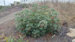 Image of <i>Malva <i>assurgentiflora</i></i> subsp. assurgentiflora