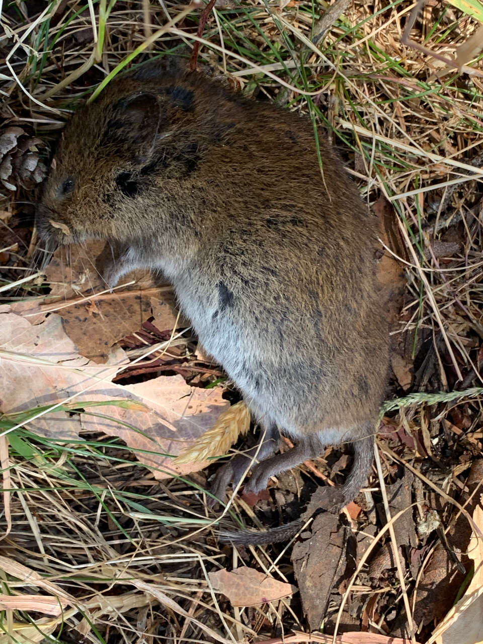 Microtus townsendii (Bachman 1839)的圖片