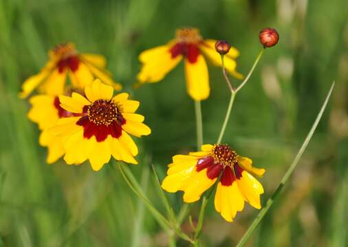 Image of golden tickseed