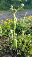 Image of common cottonrose