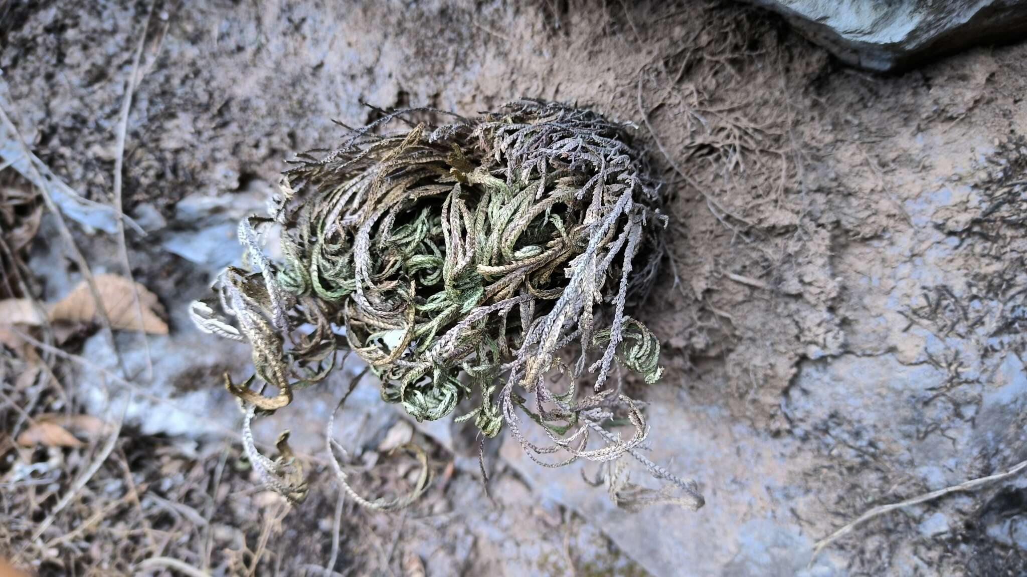 Image of Selaginella pulvinata (Hook. & Grev.) Maxim.