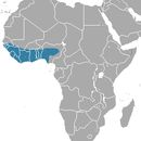 Image of Gambian Mongoose