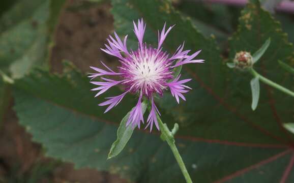 Image of North African knapweed