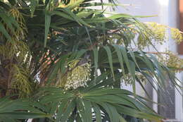 Image of Yellow-bellied Elaenia