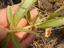 Image of Cusick's sunflower