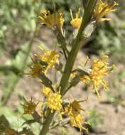 Image de Rainiera stricta (Greene) Greene