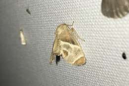 Image of Shagreened Slug Moth