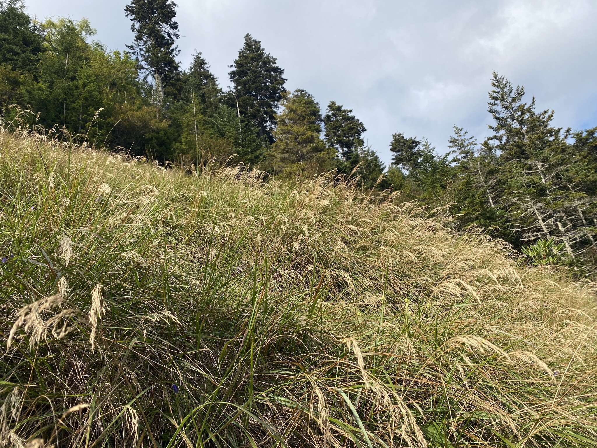 Image de Calamagrostis cainii Hitchc.