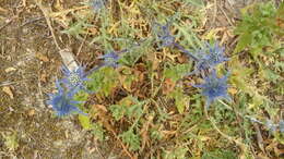 Eryngium dilatatum Lam. resmi