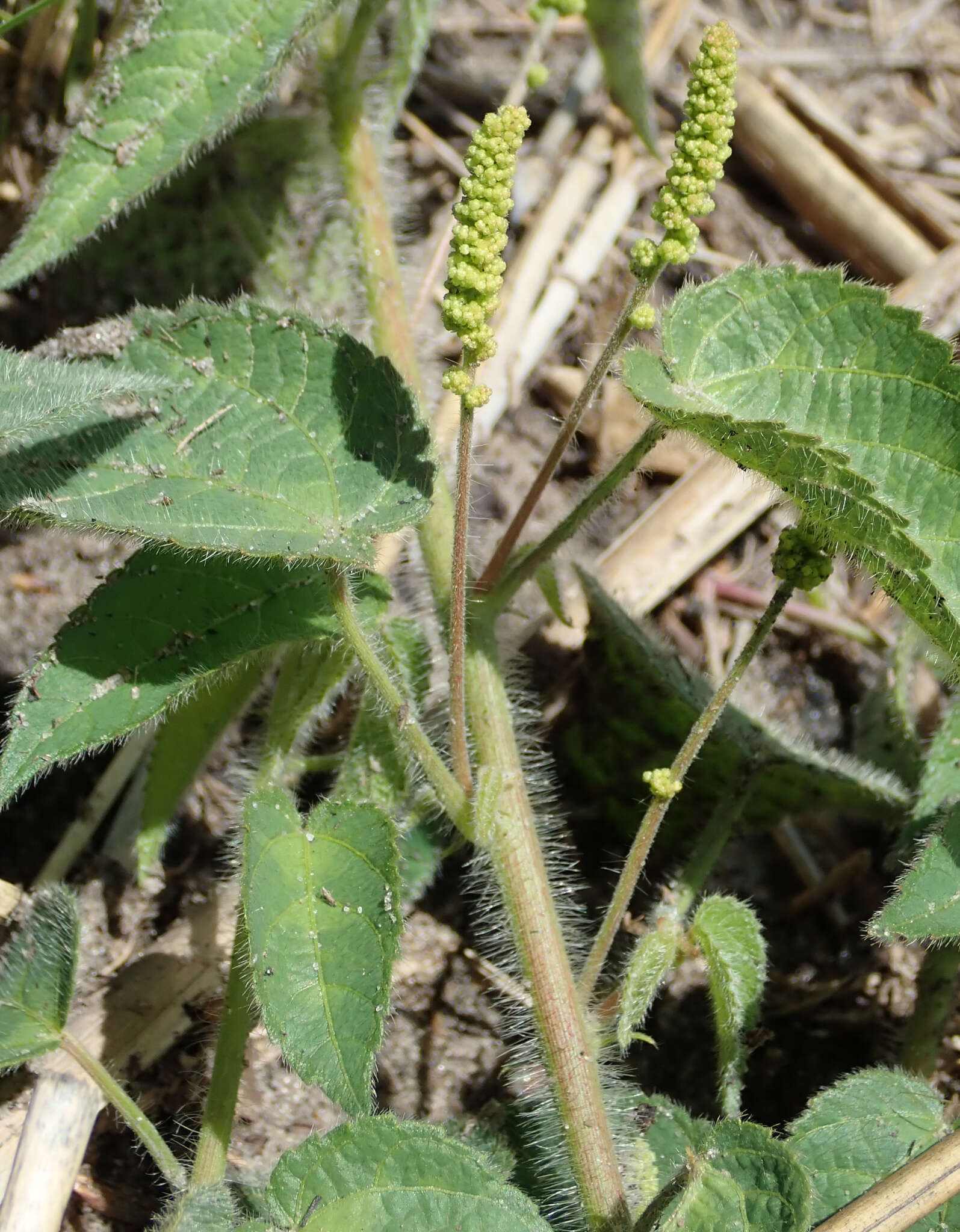 Image of Heart-leaved Brooms and Brushes