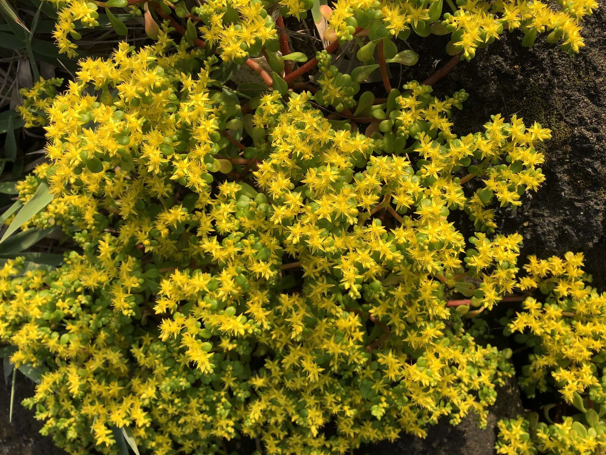 Sivun Sedum formosanum N. E. Br. kuva