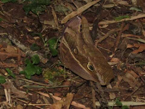 Plancia ëd Eryphanis reevesii Doubleday (1849)