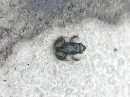 Image of Tasmanian Froglet