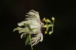 Passiflora lehmannii Mast. resmi