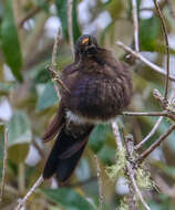 Image of Blue-mantled Thornbill