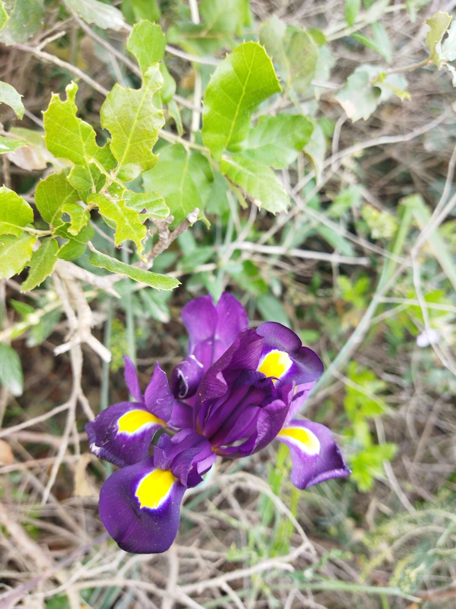 Image of Iris filifolia Boiss.