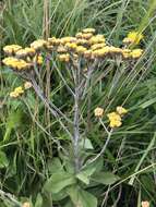 Image of Helichrysum platypterum DC.